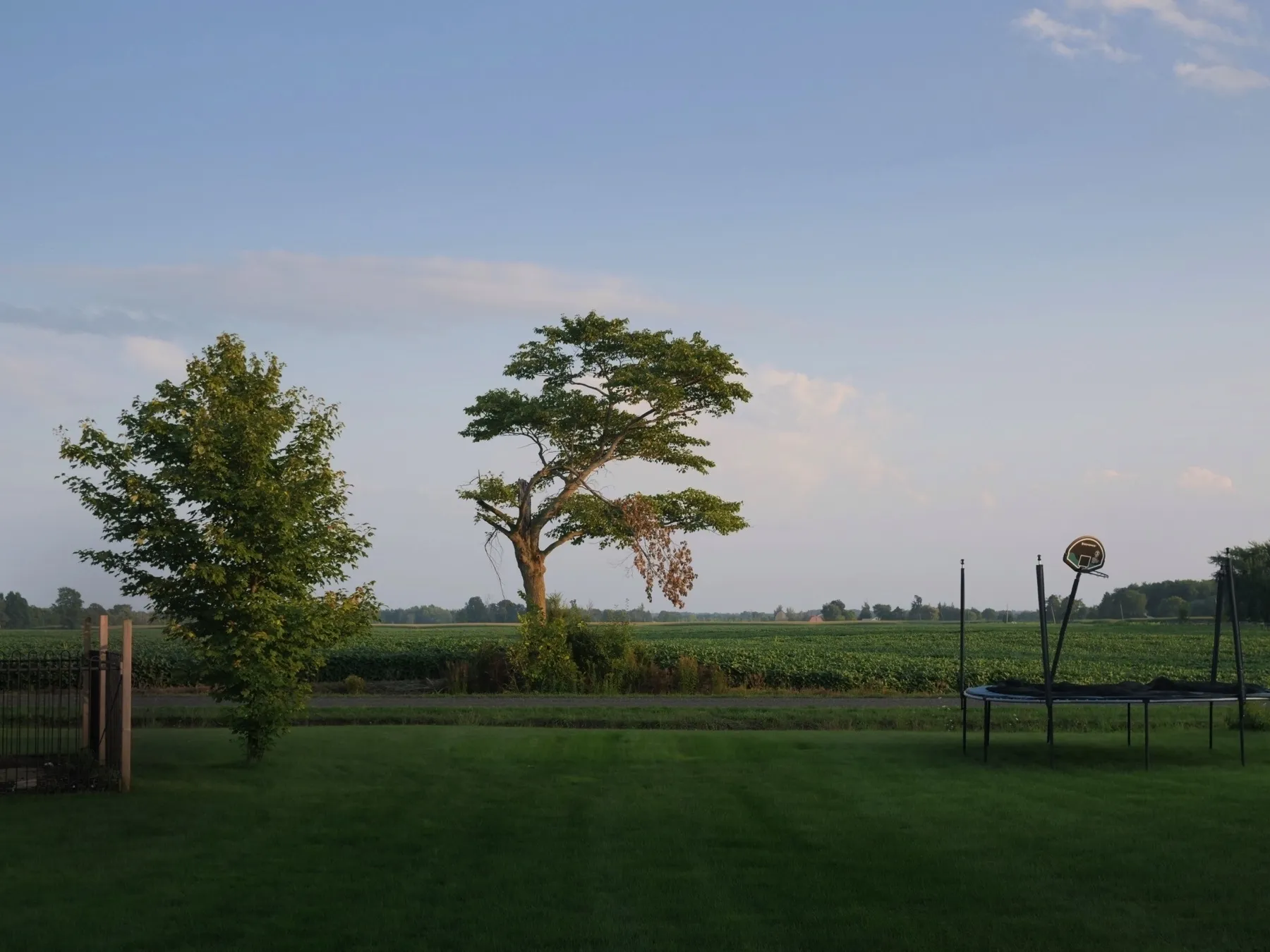 A single weather-beaten tree stands in the middle of the image, hit by the last of the evening light. To the left a fence and a smaller tree stand, to the right a trampoline with a basketball hoop that stands at an angle. A dark lawn stretches into the foreground.