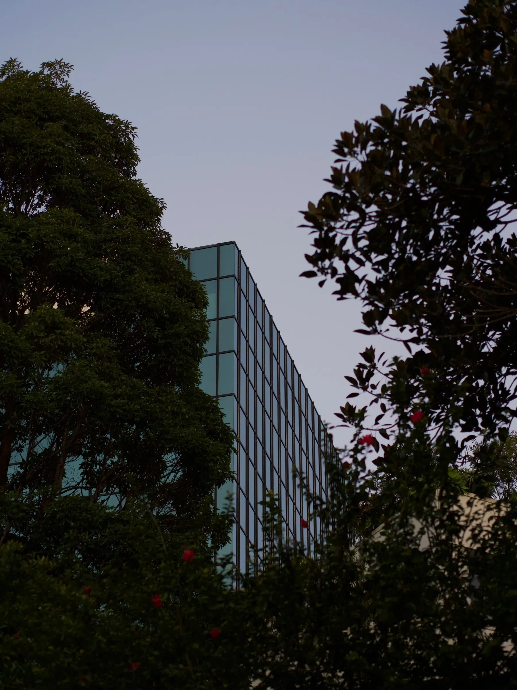 A glass building peeking between two trees